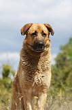 KANGAL 058